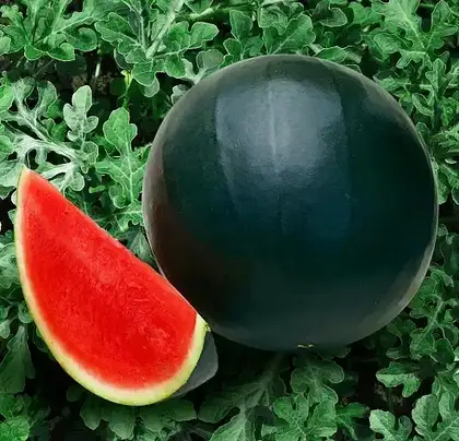 Кавун КС 160 F1 насіння 100 шт Kitano Seeds