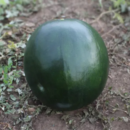 Кавун КС 160 F1 насіння 100 шт Kitano Seeds — Photo 1