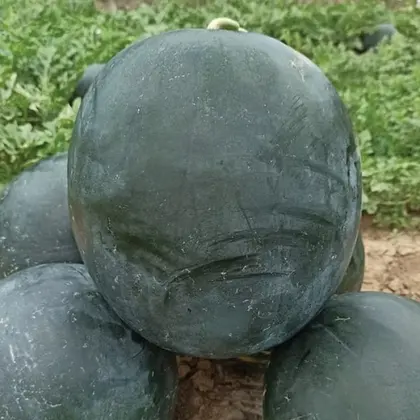 Кавун КС 160 F1 насіння 100 шт Kitano Seeds — Photo 2