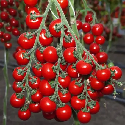 Томат Ітіро КС 4559 F1 індетермінантний насіння 100 шт Kitano Seeds