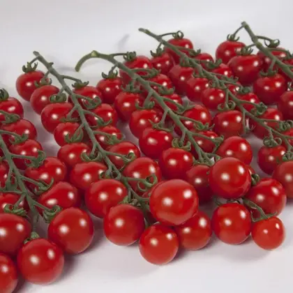 Томат Ітіро КС 4559 F1 індетермінантний насіння 100 шт Kitano Seeds — Photo 1