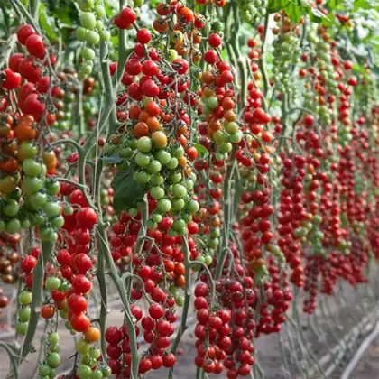 Томат Ітіро КС 4559 F1 індетермінантний насіння 100 шт Kitano Seeds — Photo 2