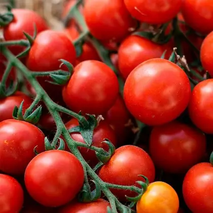 Томат Ітіро КС 4559 F1 індетермінантний насіння 100 шт Kitano Seeds — Photo 3