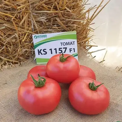 Томат КС 1157 F1 індетермінантний насіння 100 шт Kitano Seeds
