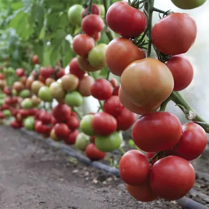 Томат КС 1157 F1 індетермінантний насіння 100 шт Kitano Seeds — Photo 1