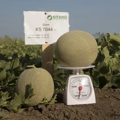 Диня КС 7044 F1 насіння 100 шт Kitano Seeds — Photo 1