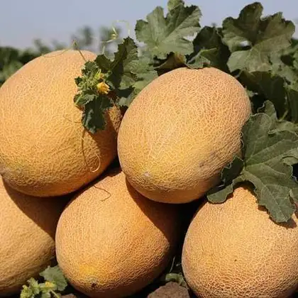 Диня Кубус КС 6188 F1 насіння 100 шт Kitano Seeds — Photo 1