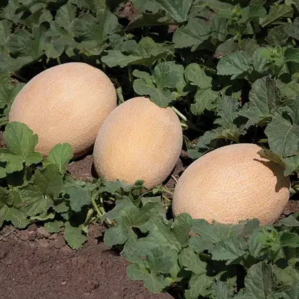 Диня Трібека КС 6147 F1 насіння 100 шт Kitano Seeds — Photo 1