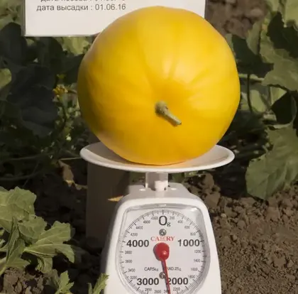 Диня Шинарі КС 7066 F1 насіння 100 шт Kitano Seeds — Photo 2