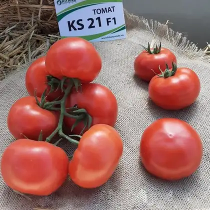  Томат індетермінантний Манамі F1 KS 21 F1 насіння 100 шт Kitano Seeds