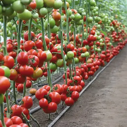  Томат індетермінантний Манамі F1 KS 21 F1 насіння 100 шт Kitano Seeds — Photo 1