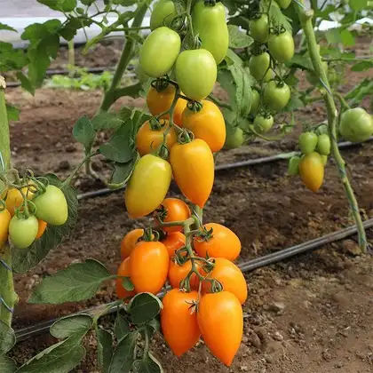 Томат індетермінантний КС 221 F1 насіння 100 шт Kitano Seeds
