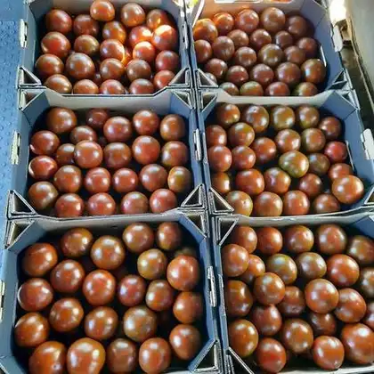 Томат індетермінантний темно коричневий Сіліврі F1 насіння 100 шт LibraSeeds — Photo 1