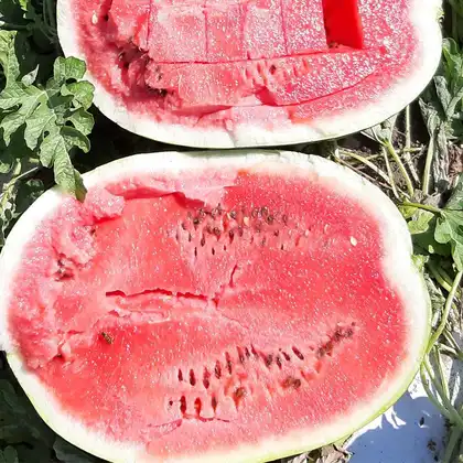 Кавун Ланкастер F1 насіння 250 шт LibraSeeds — Photo 1
