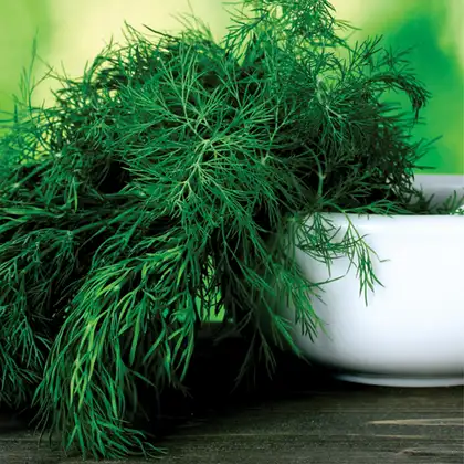 Кріп Ерлі Тетра насіння 50 г LibraSeeds