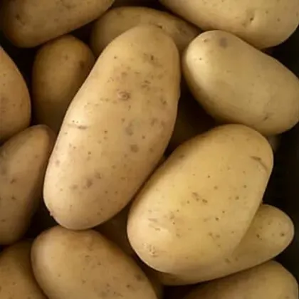 Картопля Сенсейшн 1 репродукція 5 кг Agrico Агріко
