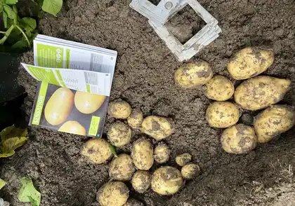 Картопля Сенсейшн 1 репродукція 5 кг Agrico Агріко — Photo 1