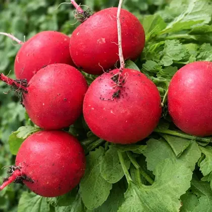 Редис HEK304 F1 насіння 25000 шт Hektar Seeds Srl