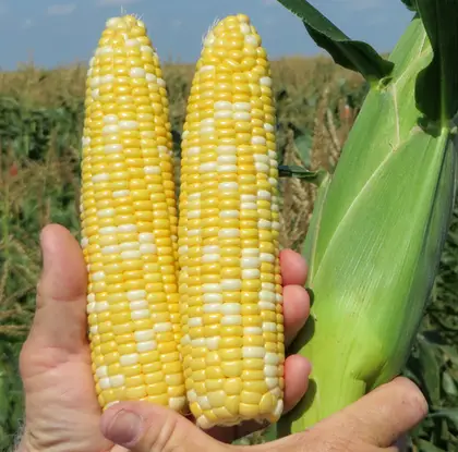 Кукурудза цукрова BSS1075 F1 насіння 5000 шт Hektar Seeds Srl