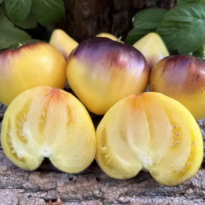 Томат індетермінантний Сержант Пеппер жовтий F1 насіння 250 шт Breeding Seeds — Photo 1