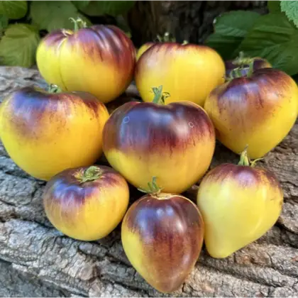 Томат індетермінантний Сержант Пеппер жовтий F1 насіння 250 шт Breeding Seeds