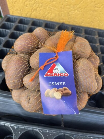 Картопля Есмее 50 бульб