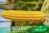 Насіння цукрової кукурудзи Дейнеріс (Барселона) F1, Sh2-тип, 100 000 на 1.5 га, ультраранній 65-68 днів — Photo 9