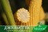 Цукрова кукурудза Джульєтта (Венеція) F1, Sh2-тип, 200 насінин на 30 м2, 80-82 днів середньостиглий — Photo 13