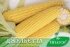 Цукрова кукурудза Джульєтта (Венеція) F1, Sh2-тип, Sh2-тип, 100 000 насінин на 1.5 га, середньостиглий (80-82 днів) — Photo 2