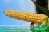 Кукурудза Роттердам F1, Sh2-тип, 20 000 насінин, 66-69 днів, новинка — Photo 4