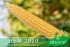 Кукурудза НБМ 2020 F1, Sh2-тип, 200 насінин, 75-78 днів, новинка — Photo 4