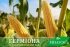 Цукрова кукурудза Герміона F 1, 100 000 насінин на 1.5 га, 71-73 днів, ранньостиглий — Photo 5