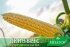 Насіння цукрової кукурудзи Дейнеріс (Барселона) F1, Sh2-тип, 100 000 на 1.5 га, ультраранній 65-68 днів — Photo 8