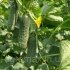 Огірок ЗКІ 104 / ZKI 104 F1 1000с. Lark Seeds — Photo 3