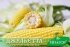 Цукрова кукурудза Джульєтта (Венеція) F1, Sh2-тип, 200 насінин на 30 м2, 80-82 днів середньостиглий — Photo 12