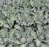 Капуста броколі Корос F1 1000 с. Clause — Photo 6