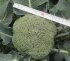 Капуста броколі Корос F1 1000 с. Clause — Photo 7