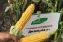 Цукрова кукурудза Джамала F1, Sh2-тип, 100 000 насінин на 1.5 га, 73-75 днів, раньостиглий — Photo 7