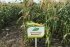 Цукрова кукурудза Джамала F1, Sh2-тип, 100 000 насінин на 1.5 га, 73-75 днів, раньостиглий — Photo 9