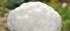 Клаптон F1 2500 н капуста цвітна Syngenta — Photo 3
