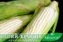 Насіння цукрової кукурудзи Білий Кролик F1, Sh2-тип, молочно-біле зерно, 1000 на 1,5 сотки — Photo 10