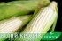 Насіння цукрової кукурудзи Білий Кролик F1, Sh2-тип, молочно-біле зерно, 1000 на 1,5 сотки — Photo 8