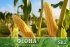 Насіння цукрової кукурудзи Фіона (Солодка Мрія) F 1, 20 000 на 30 соток, ранньостиглий (69-71 днів), Sh2-тип — Photo 8