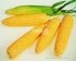 Кукурудза цукрова Леженд F1 1 кг. Clause — Photo 4