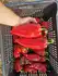 Перець Матіас F1 Mathias F1 насіння 100 шт Capsico — Photo 8