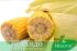 Цукрова кукурудза ОрландоF1, Sh2-тип, 200 насінин на 30 м2, 78-80 днів — Photo 12