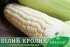 Солодка кукурудза Білий Кролик F1, Sh2-тип, молочно-біле зерно, 200 насінин на 30 м², 72-74 днів — Photo 9