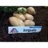 Картопля Імпала насіння 50 бульб Угорщина — Photo 4