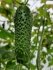 Огірок Прут F1 Prut F1 насіння 500 шт Hektar — Photo 6