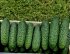 Огірок Тіса F1 Tisa F1 насіння 100 шт Hektar — Photo 9
